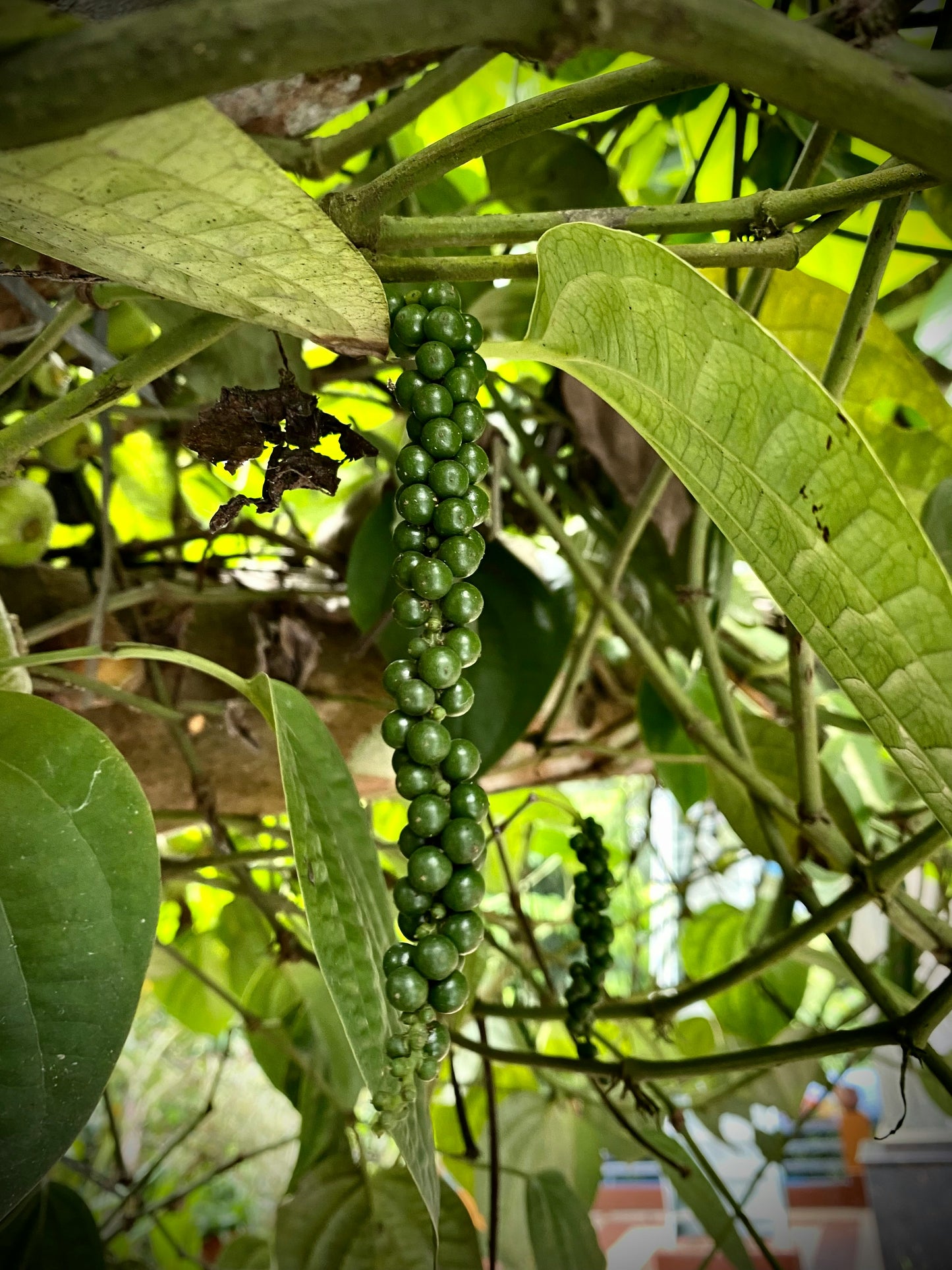Black Peppercorns